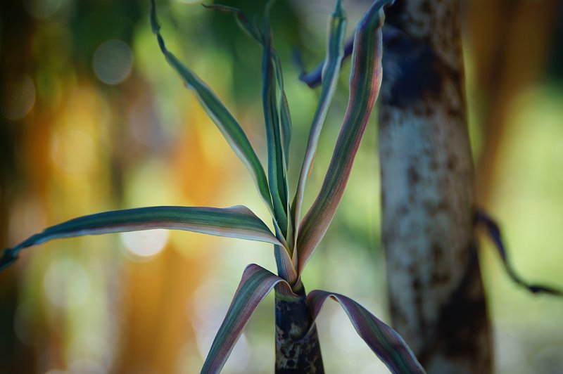 turion de Phyllostachys vivax Aureocaulis